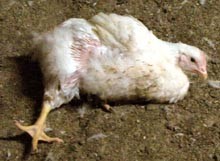 תרנגול צולע בלול. העיוות הגנטי עלול לגרום לעיתים לכשילת רגליים