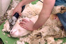 גיזום צמר כבשים במשק אוסטרלי