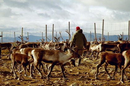 איילי צפון במרעה מגודר עם רועה סאמי בשבדיה, בשנת 2005. ביות האיילים עדיין בעיצומו. לפני עשורים אחדים נערך...