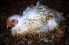 בעקבות העיוות הגנטי נגרמים לתרנגולים שברים, פציעות ומחלות רבות