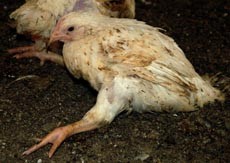 תרנגול עם כשל גנטי חמור ברגליו ברפש הלול