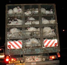 הובלת תרנגולי הודו במשאית צפופה