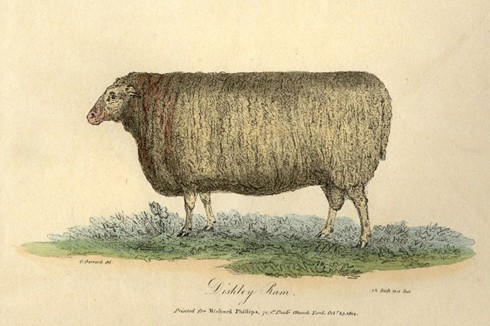 אחד מתוצרי ה השבחה של בייקוול: כבש הממהר לגדול ובעל גוף דמוי-חבית, רגליים קטנות ואברים פנימיים מצומצמים...