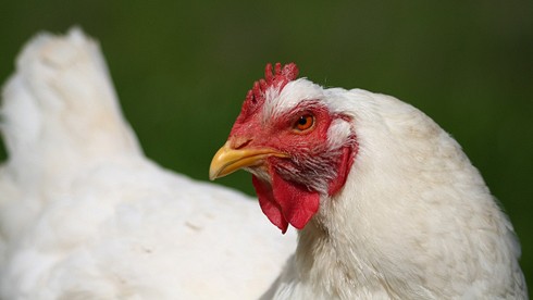 תרנגול בית מתעשיית הבשר: כיום כל התרנגולים בתעשיית הבשר העולמית מוכלאים מקווים נפרדים, שמוחזקים רק בידי...