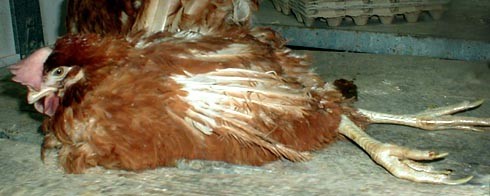 תרנגולת שעצמות רגליה קרסו עקב ההטלה המוגברת והיא פונתה מהכלוב והושלכה זמנית על רצפת הלול עם תרנגולות...