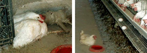 תרנגולות שפונו מהכלובים לאחר שעצמות רגליהן קרסו עקב ההטלה המוגברת (צולם בלול סוללות במושב בוסתן הגליל)