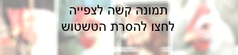 ארבע תרנגולות קטומות מקור. מימין: מקור קטום אופייני. ביתר התמונות נראים מקורים שהושחתו בצורה קשה מהממוצע...