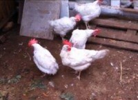 תרנגולות שהוצלו על-ידי עמית לוי. תמונה מתוך סרטון בנושא