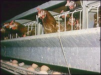 לול בתעשיית הביצים בבריטניה 