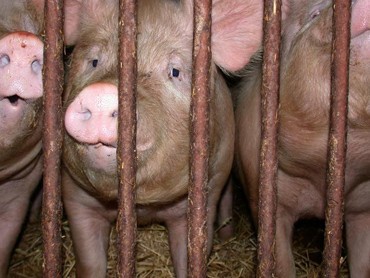 חזירים במשק בצרפת. לאזרחי אירופה אין דעה ברורה על מצב החזירים באיחוד, אך יש הסכמה נרחבת שנחוץ שיפור בתנאי...