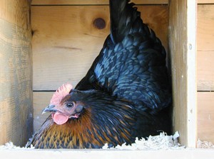 תרנגולת שחורה דוגרת בתוך קופסת עץ המשמשת בתור קן.