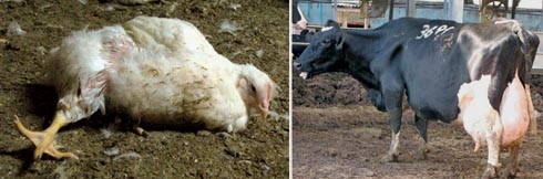 העיוות הגנטי של בעלי-החיים בתעשיות המזון גורם סבל רב בהרבה מאשר שחיטה ללא הימום - אך הוא רחוק מלזכות...