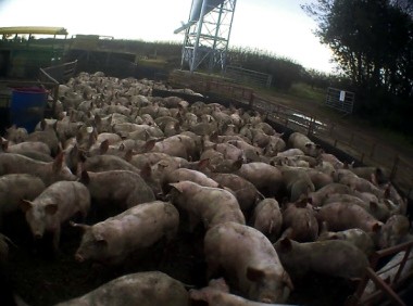 (כל התמונות בכתבה: מתוך חקירת Igualdad Animal במשק של East Anglian Pig Company)