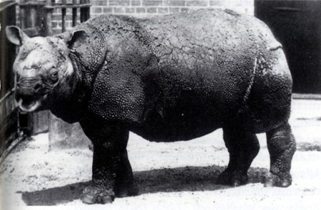 קרנף ג'אווה (Rhinoceros sondaicus sondaicus) שהיה כלוא בגן החיות של לונדון בין 1874 ל-1885 (מקור). מקלט הקרנפים בגן הלאומי...