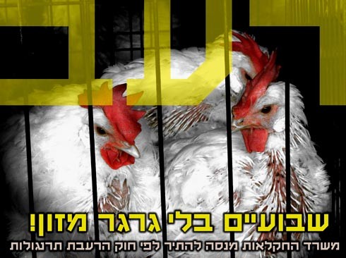 הממשלה אסרה הרעבת תרנגולות