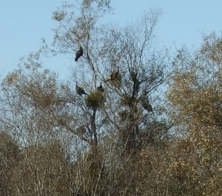 תרנגולי הודו על עץ לינה בקליפורניה (צילום: Terrie Schweitzer)