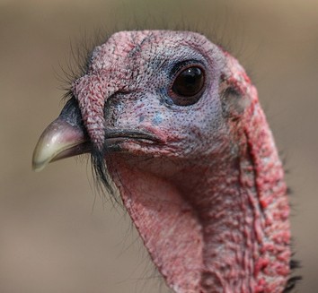 תרנגול הודו בר מתת-המין המקסיקני, בדרום אריזונה (צילום: Andy Jones)