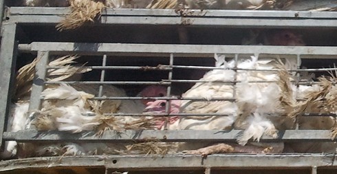 תרנגולות הודו בכלוב הובלה במחלף רעננה/כ ס, סוף מאי 2012: הצפיפות מועכת איברים, גובה הכלובים אינו מאפשר...