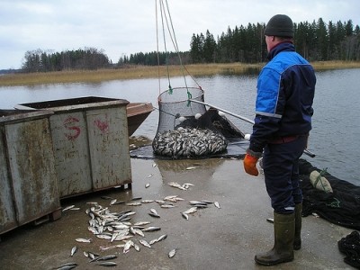 דיג דגי Ratilus בפינלנד, 2005 (צילום: Cheryl Q)