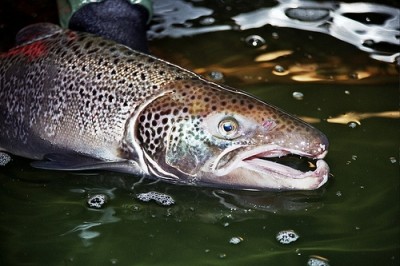 סלמון אטלנטי (צילום E. Peter Steenstra/USFWS)