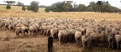 כבשים במרעה באוסטרליה. אחת ההצדקות הנפוצות להרג הקנגורואים מבוססת על הטענה כי הם מתחרים על שטחי מרעה עם...