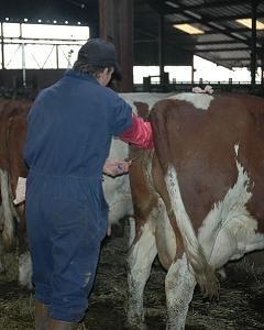 הזרעה מלאכותית של פרה בתעשיית החלב. איוואנוב היה בין המפתחים העיקריים של טכנולוגיית ההזרעה המלאכותית....