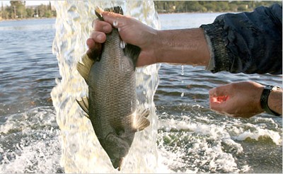 החזקת דגים ביד, במיוחד מחוץ למים, היא גורם מצוקה קיצוני, שאפילו סטנדרטי רווחה פנימיים של התעשייה מזהירים...