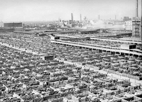 מבט על המכלאות של משחטות שיקגו, 1947 בקירוב. (צילום: National Archives and Records Administration, ויקיפדיה)