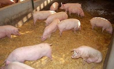 חזירות בקבוצה, במרחב המאפשר תנועה, על גבי מצע קש: החקלאים דחו את המעבר לתנאים כאלה לרגע האחרון, ורבים לא...