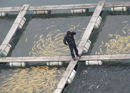רק כלובי דגים קטנים הצמודים לחוף מאפשרים צפייה קלה בהתנהגות הדגים ובדיקות אחרות. צולם בסין. (צילום: Ivan Walsh)