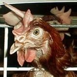 תוצאה של חיתוך רשלני: תרנגולת שהמקור שלה נחתך עמוק עוד יותר מהרגיל, בצורה הצפויה לגרום לה לקשיים באכילה,...
