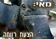 לפי הצעת הרווחה, לא תהיה אפליה בין חיות מחמד לחיות משק