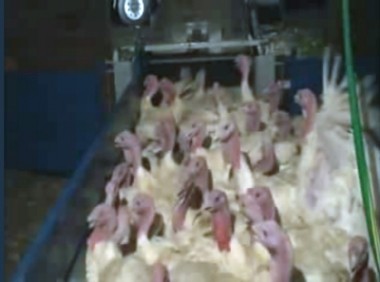 לוכד תרנגולי הודו TA1000 מתוצרת Ciemmecalabria – עובדים מגרשים את העופות לעבר מסוע שאחריו מחסום