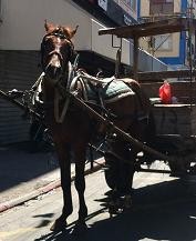 המפגש העצוב שלי עם סוס מוזנח