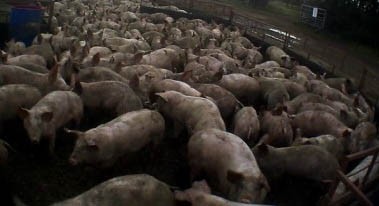 תמונה מתוך מכ שחשפה התעללות במשק חזירים ששיווק בשר תחת התווית Freedom Foods , האמורה להבטיח, כיבכול, את רווחת...