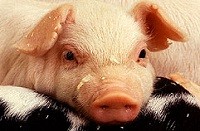 תקנות משרד החקלאות להחזקת חזירים בתעשיית הבשר