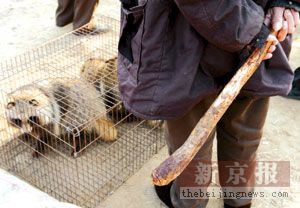 פועל מחזיק אלה מדממת עם שועלי רקון לפני הריגתם, מתוך חקירת העיתון Beijing News