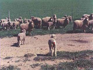 כבשים במשק מרווח יחסית