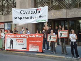 הפגנה מול שגרירות קנדה נגד טבח כלבי הים