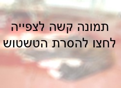 עור פרה אשר נתלש ממנה לאחר שחיטתה