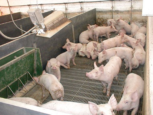 חזירים כלואים בצפיפות במשק בצפון. לאחר שיגדלו לא יישאר להם כלל מקום לזוז