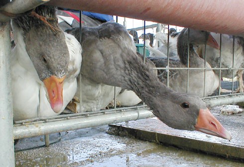  אווזים מנסים לברוח מהמפטמת בזמן הפיטום