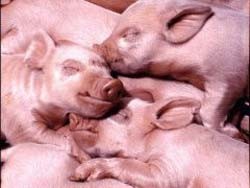 גורי חזירים בתנאי צפיפות קשים