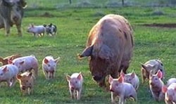 אחא חזירה והצאצאים משוטטים בשדה הפתוח