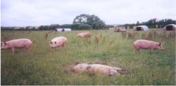 חזירים חופשיים בסביבה טבעית
