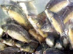 גידול דגים צעירים נערך לעתים קרובות בצפיפות קיצונית. החקיקה המתגבשת באירופה תגביל את הצפיפות לפי ק ג...