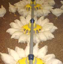 תרנגולות בלהקת רבייה משתמשות במתקן האכלה
