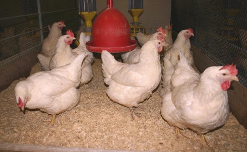 קבוצת תרנגולות לרבייה באוניברסיטת אוהיו (בתנאים לא מסחריים)