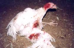 50 אחוז מהתרנגולים בלולים סובלים מפציעות רגליים ופציעות חמורות, ונעזרים בכנפיים בשביל ללכת