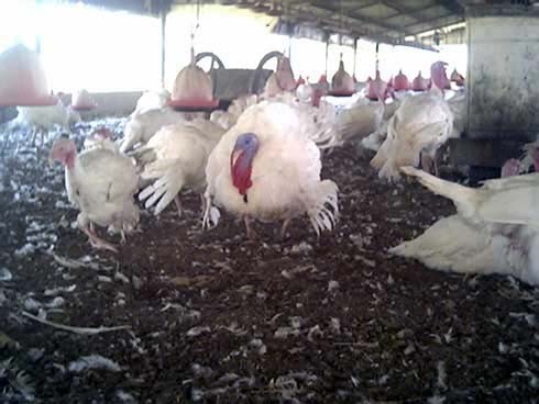 תרנגולים ננטשו בלול, קורסים תחת מבנה גופם וביניהם גופות שגוועו